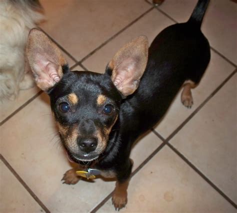 Chipin Dog (Miniature Pinscher-Chihuahua Mix) Info, Pictures, Puppies ...