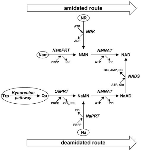 Metabolic pathway of NAD biosynthesis in mammals. The two routes ...