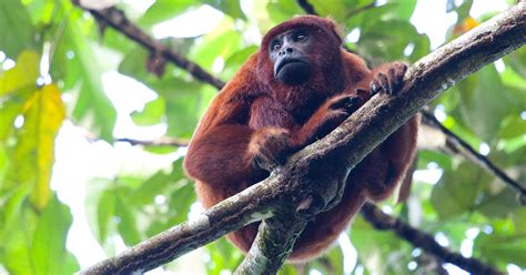 30 Amazon Rainforest Animals to Spot in the Wild | Peru For Less