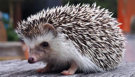 spines on hedgehog back - Bird Watching HQ