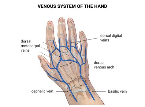 Visible Hand Veins and Why You Have Them? - Vein & Endovascular Medical ...