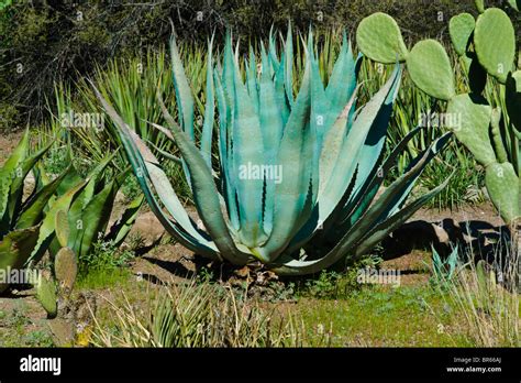 Desert Cactus Plants Stock Photo - Alamy