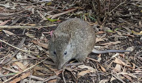 Long-Nosed Potoroo | The Animal Facts | Appearance, Diet, Behavior