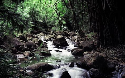 817 Background Hutan Rimba Pictures - MyWeb