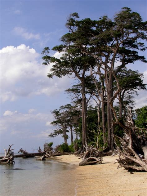 AwesomeAndamans: You know? The Andaman Padauk is Andaman’s state tree ...