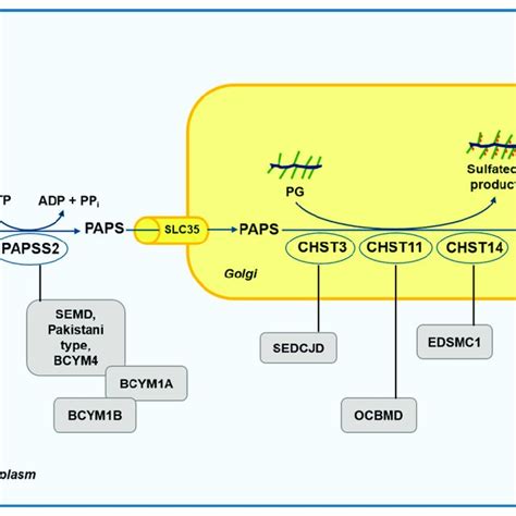 Schematic diagram of the defects in the sulfation pathway causing ...