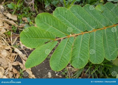 Fresh Green Senna Alata Leaves in Nature Garden Stock Photo - Image of ...