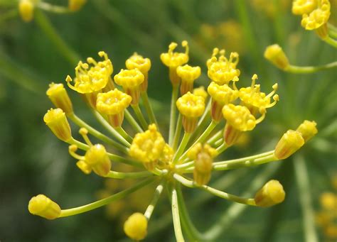 File:Dill Flower.jpg