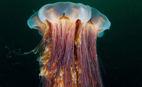 18 Lion Mane Jellyfish Facts - Facts.net