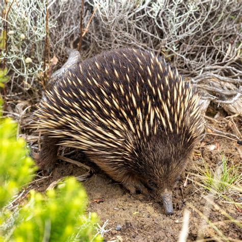 Closeup of a Short Beaked Echidna, Tachyglossus Aculeatu, Also Known As ...