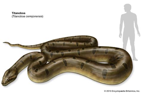 Titanoboa Snake Compared To Human - Goimages-A