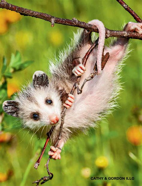 Awesome Mama Opossum - NWF | Ranger Rick