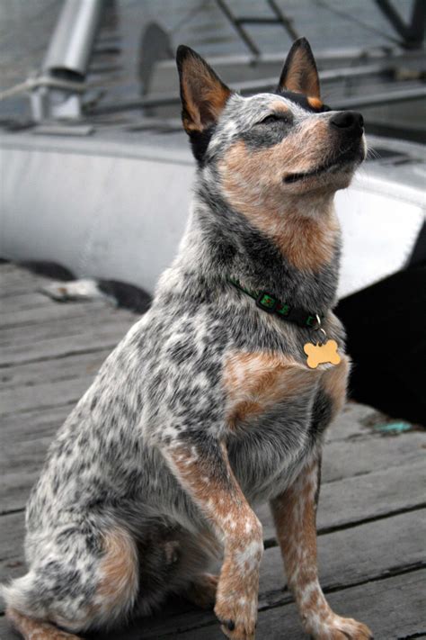 Australian Cattle Dog Breed Pictures and Information | FallinPets