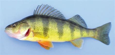 Yellow perch/Striped perch/American perch/American river perch/Coontail ...