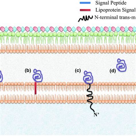 Different possible modes of membrane anchoring in periplasmic binding ...