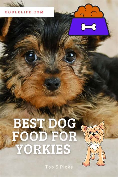 Best Food For Yorkies (5 Best Picks for Healthy Yorkshire Terriers ...