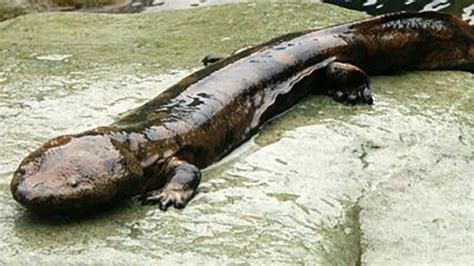 Giant 100+ Pound Salamanders Live in Chinese Caves