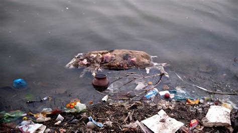 The river where swimming lessons can be a health hazard - BBC News