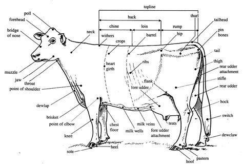 Parts Of A Dairy Cow Diagram - General Wiring Diagram