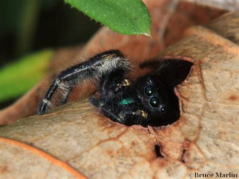 Jumping Spider - Phidippus princeps Male - North American Insects & Spiders