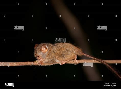 Spectral Tarsier (Tarsius tarsier) eating insect Stock Photo - Alamy