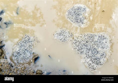 Cane toad Rhinella marina eggs floating in a muddy puddle after rains ...