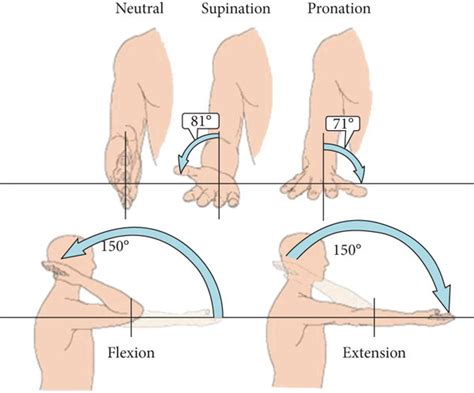 Normal range of motion for the elbow joint. | Download Scientific Diagram