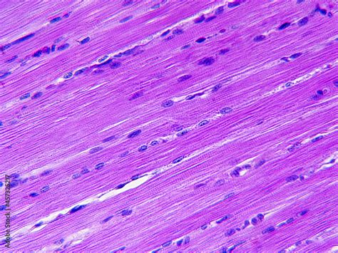 Histology image of smooth muscle tissue Stock Photo | Adobe Stock