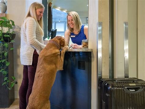 Best Pet-Friendly Hotels - Pet-Friendly Hotels Across the U.S. - The ...