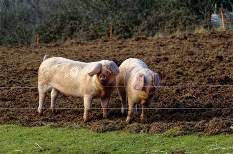 American Landrace Pig Breed Information and Guide