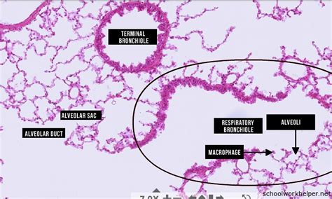 Bronchus Slide Labelled