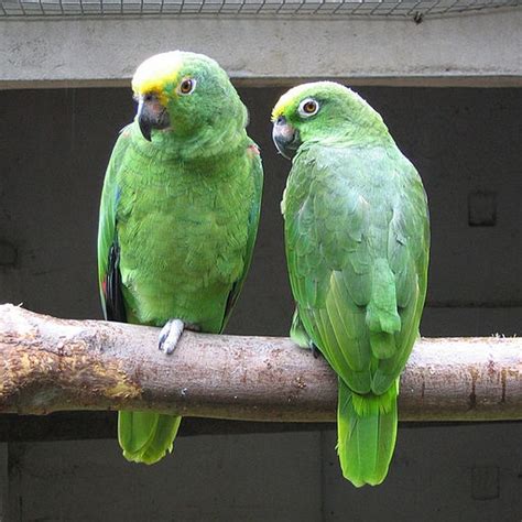 Parrot Encyclopedia | Yellow-crowned Amazon | World Parrot Trust