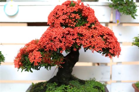 Cultivating Royal Poinciana Bonsai: A Comprehensive Guide - Bonsai Arbor