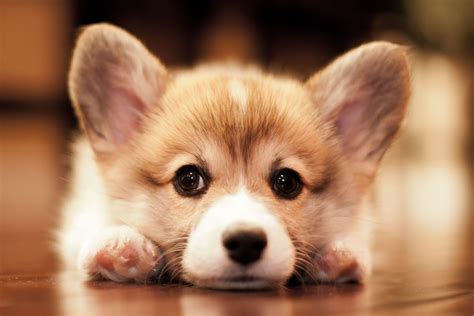 🔥 [50+] Corgi Puppies Wallpapers | WallpaperSafari