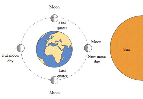 What occurs 15 days after a full moon daya) Half moon dayb) Crescent ...