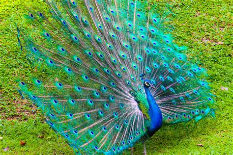 Incredible India: India National Bird