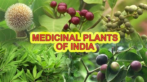 What Are The Medicinal Plants In India - Medicinal Plant