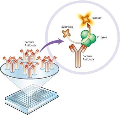 Complex IV Human Enzyme Activity Microplate Assay Kit (ab109909)