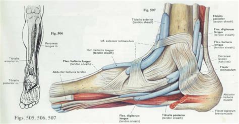 Foot Anatomy and Function | पाद | pāda – Elliottelford.com