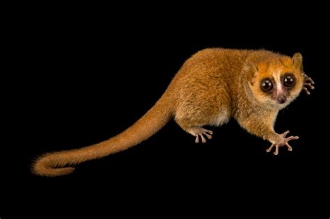 Rufous Mouse Lemur | RARE: Creatures of the Photo Ark | Official Site | PBS