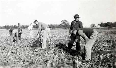 ‎POWs harvesting sugar beets, 1945 - UWDC - UW-Madison Libraries