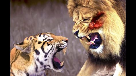 Tiger Vs Lion Real Fight - Crocodile Vs Hippo Fight to Death ...