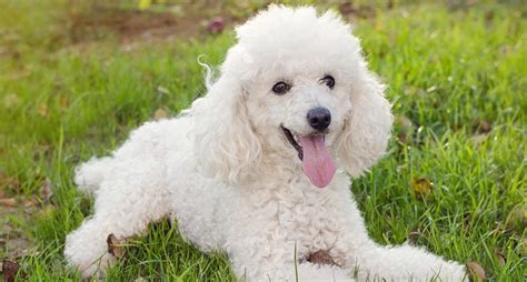 a white poodle laying in the grass with its tongue hanging out