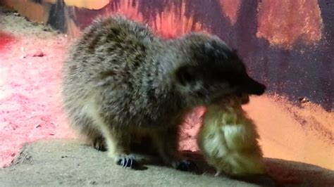 Meerkats eating chicks - YouTube