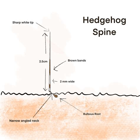 Hedgehog Spines: Everything you Need To Know About Hedgehogs Amazing ...