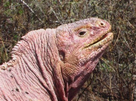 Galapagos Volcano Spares Endangered Pink Iguanas, for Now