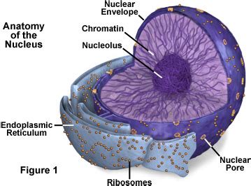 Molecular Expressions Cell Biology: The Cell Nucleus