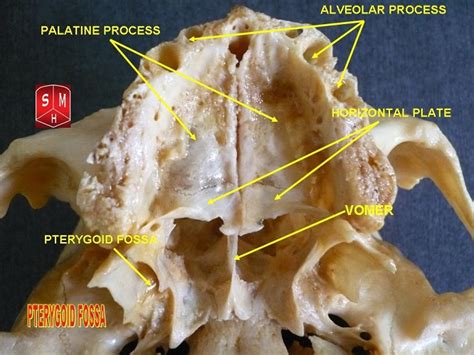 Palatine Bone - The Definitive Guide | Biology Dictionary