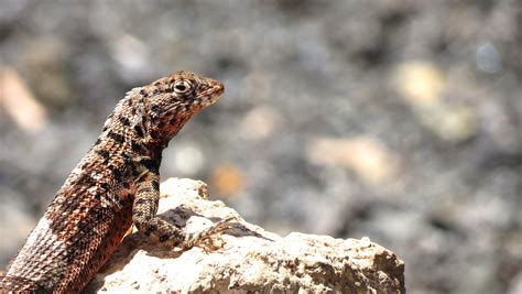 Lava Lizards: Endemic Treasures of Galápagos | Galápagos Conservancy