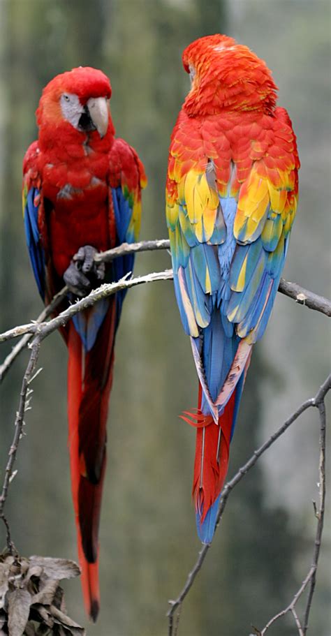 File:Scarlet Macaw.jpg - Wikipedia